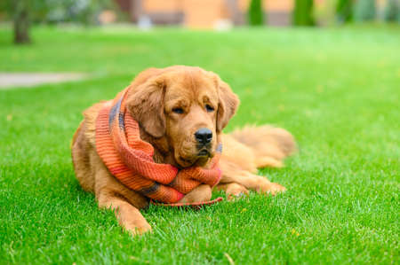 Beautiful fashionable dog with orange knitted scarf on green lawnの写真素材
