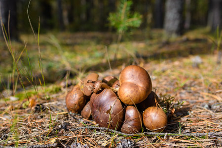 Several mushrooms with brown caps lie in a pine forest. Picking mushrooms from the autumn forest. Selective focusing.の写真素材
