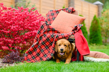 Cheerful red-haired dog sits under a chair with a blanket and a pillow and smiles. Autumn background.の写真素材