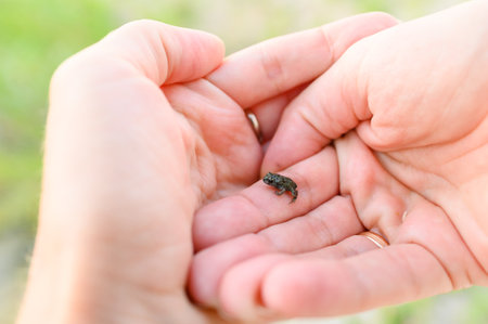 A very small frog in human palms. Animal welfare concept.の写真素材