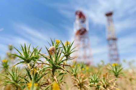 Live snail on a branch of a plant against the backdrop of modern cell towers and 5g technology. The harm of modern technologies to wildlife. Selective focusing on the snail.の写真素材