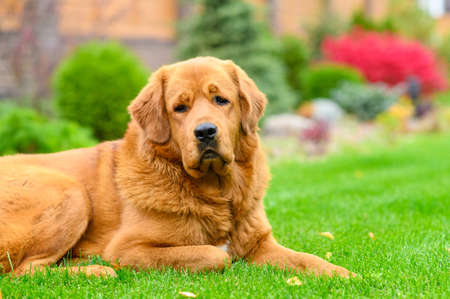 Portrait of an adult red-haired dog on the green grass. Serious dog looks at the camera.の写真素材