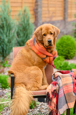 The dog sits on a chair in the yard next to a woolen blanket. Funny portrait of a dog in autumn. Vertical format.の写真素材
