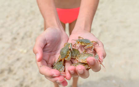 Many small crabs caught in the sea in the hands of a girl on the beach. Close-up. Selective focus on one crab.の写真素材