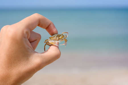 Small light crab in a man's hand against the background of the sea. Wildlife of Crimea. Selective focus on crabの写真素材