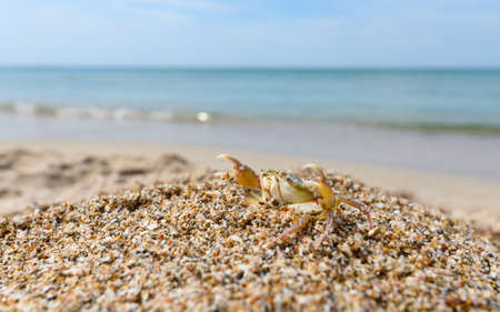 The crab sits on the seashore on a small sandy hill with high claws. Selective focusing.の写真素材