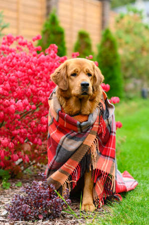 A beautiful dog in a woolen blanket against the background of a red euonymus bush. Vertical format.の写真素材