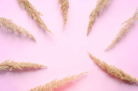 Dry herbs on pink background flat lay. An empty white space in the center of the frame.の写真素材