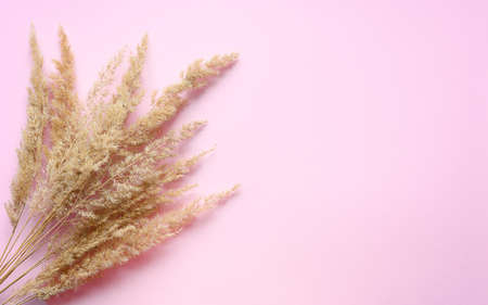 A bouquet of dry wild herbs lies on a pink background. On the right is an empty free space.の写真素材