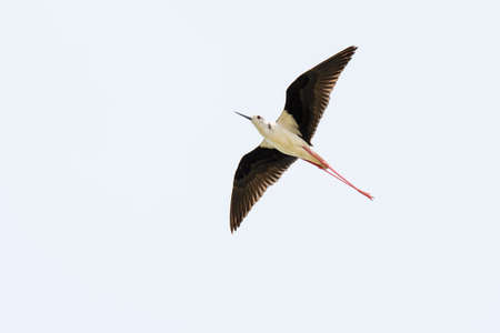 Stilt bird (Himantopus himantopus). Bird with long legs flying in the skyの写真素材
