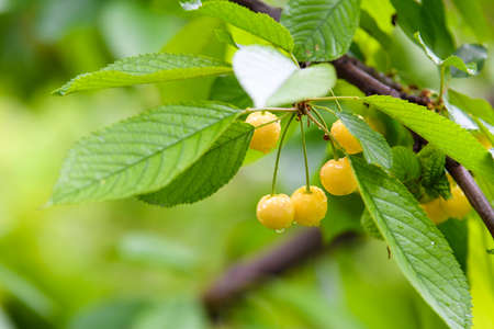 A branch of ripe yellow cherries on the tree. Selective focus.の写真素材