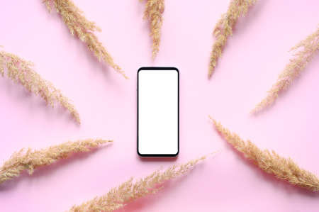 Smartphone with white display on pink background with dry grassの写真素材