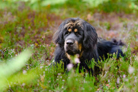 Portrait of a large black dog in a forest glade.の写真素材