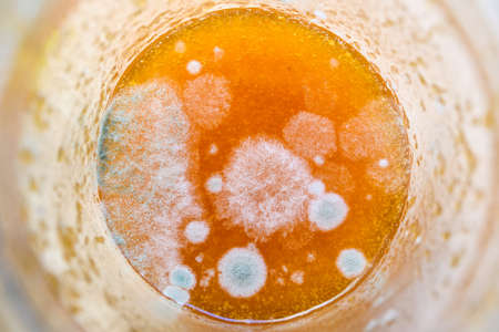 Close-up of mold on orange jam in a glass jar.の写真素材