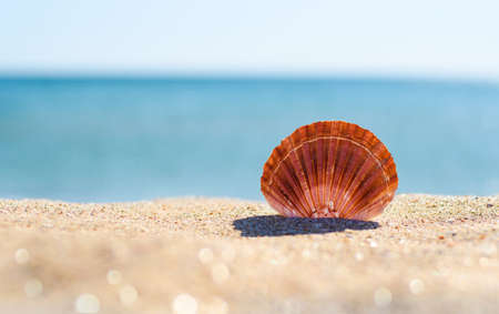Beautiful large seashell on the sand against the background of the sea. Tranquil sea scene on a sunny day. On the left is an empty free space. Narrow focus.の写真素材