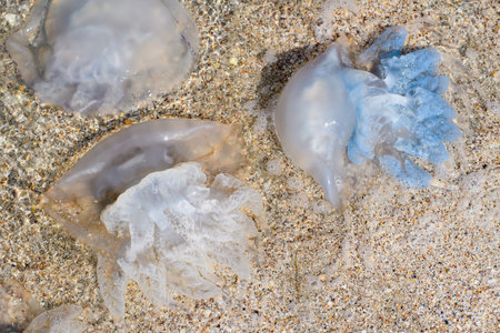 Blue and white huge cornerot jellyfish close-up. Jellyfish of the Black Sea.の写真素材