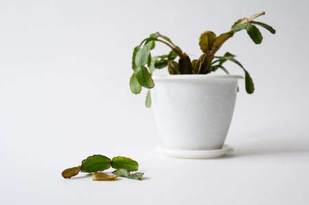 Fallen branches on the background of a sick home cactus on a white background. Selective focus on fallen branches. Houseplant care concept.の写真素材