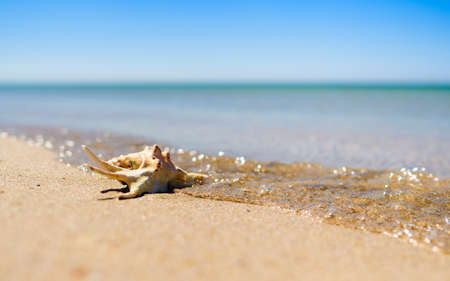 Beautiful shell in the sea wave. Summer sea landscape. Selective focus on seashell, narrow focus.の写真素材