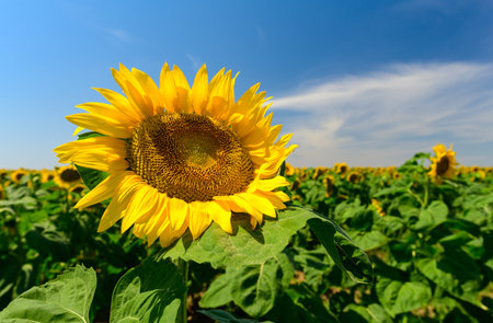 A ripe large sunflower grows against the backdrop of a beautiful blue sky on a sunny day.の写真素材