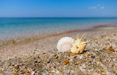 Beautiful seascape with seashells on a background of transparent blue water. Selective focus on a nearby spiked shell.の写真素材