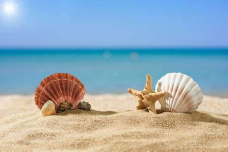 A lot of seashells on a sandy beach on a sunny day against the backdrop of the sea. Tropical hot day...