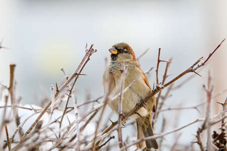A sparrow in winter sits on the branches of a bush against the backdrop of the city. Close-up.の写真素材