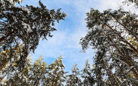 Winter pine forest against the blue sky. Bottom view. Selective focus on tree crowns.の写真素材