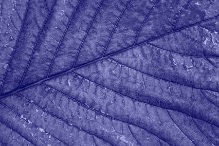The leaf of the plant is purple. Background in Color of the Year 2022 very peri.の写真素材