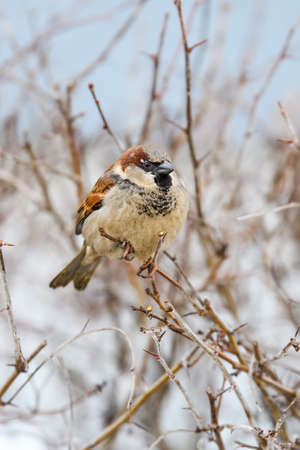 A sparrow sits on a branch in winter. Portrait of a wild bird. vertical format.の写真素材