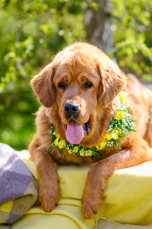 Portrait of a big dog on a sunny summer dayの写真素材