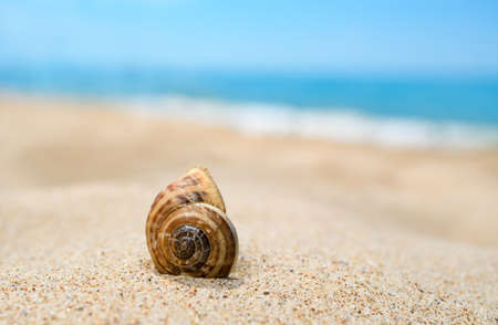 A beautiful shell on a sandy beach against the backdrop of the sea. Copy space, selective focus.の写真素材