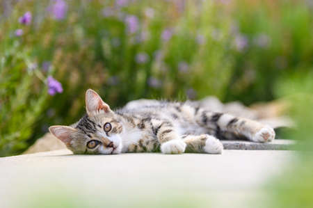A small kitten lies on the path in the yard and looks into the camera.の写真素材