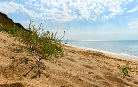 wild deserted seashore. sandy paradise beach. Selective focus on the plant in the foreground.