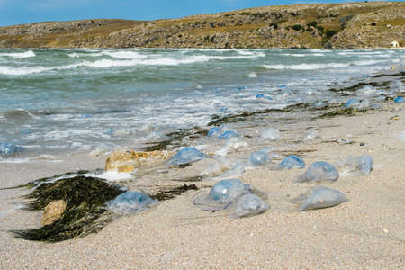 Ecological catastrophe in the sea. Lots of dead jellyfish and algae with mud on the shore. Selective focus on jellyfish.の写真素材
