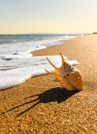 A large white shell sticks out in the sand against the backdrop of sea waves and sunset. sea evening landscape. vertical format.の写真素材