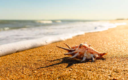 marine exotic landscape at sunset. A brown shell with spikes lies on the sand. Selective focus on the seashell.の写真素材