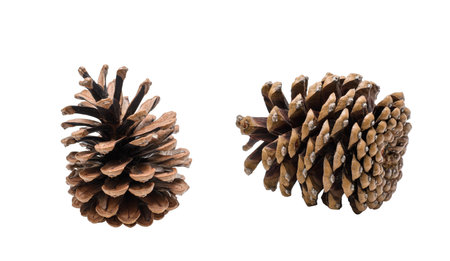 Cone isolated on a white background in two angles.の写真素材