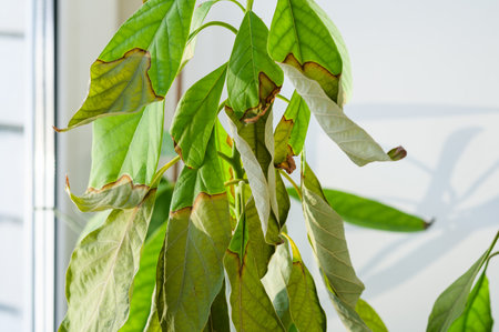 Dry diseased indoor plant close-up. young avocado treeの写真素材