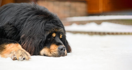 A large black dog sleeps in the snow. Close-up, selective focus on eyes, copy spaceの写真素材