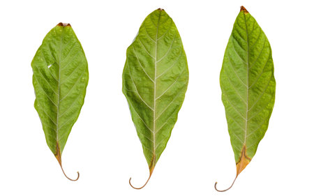 Three dry avocado leaves on a white background. Dry leaves fallen of a house tree.の写真素材