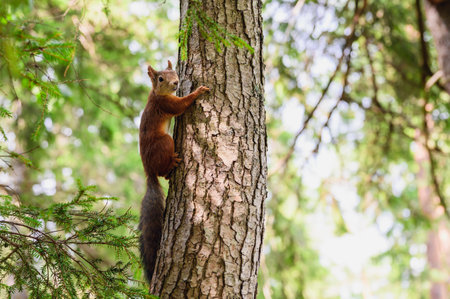 A squirrel sits on a tree in a wild forest. Wildlife.の写真素材