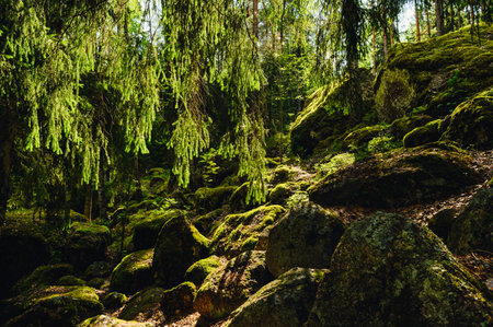 Wild forest. Big stones in the forest under magical sunlight. forest landscape. Selective focus on stonesの写真素材