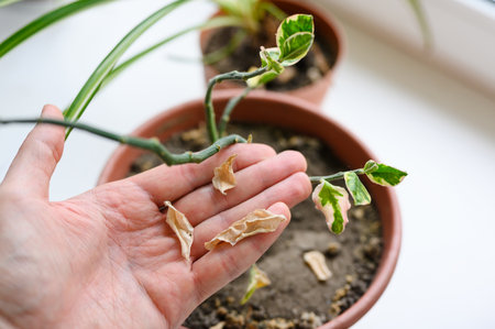 Dry leaves of a houseplant on a hand. Dry climate and plant diseaseの写真素材