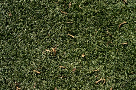 Mid-high lawn with leaves and water drops texture. Park lawn texture. Top view, overhead shot. Grassplot surface backdrop. Divet underlay, decorative background. Green lawn desktop picture.の写真素材