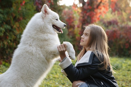 Outdoor portrait of a cute little child, a baby or toddler girl with her dog, a yellow labrador sitting on the ground in a park with yellow and red autumn fall leaves in the backgroundの写真素材