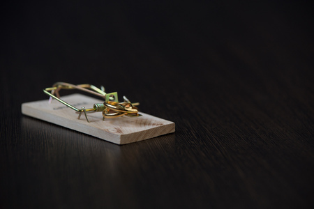 wedding rings bait in a mousetrap, concept marriage of convenience, contract.の写真素材