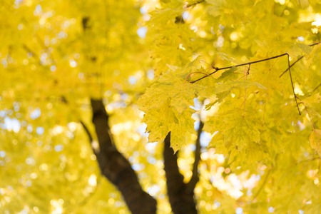Fall yellow maple leaves near waterの写真素材