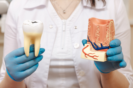 Tooth model for education in laboratory.の写真素材