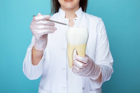 Closeup view of female dentist holding big fake tooth isolatedの写真素材