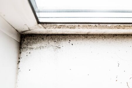 mold in the corner of the windowの写真素材